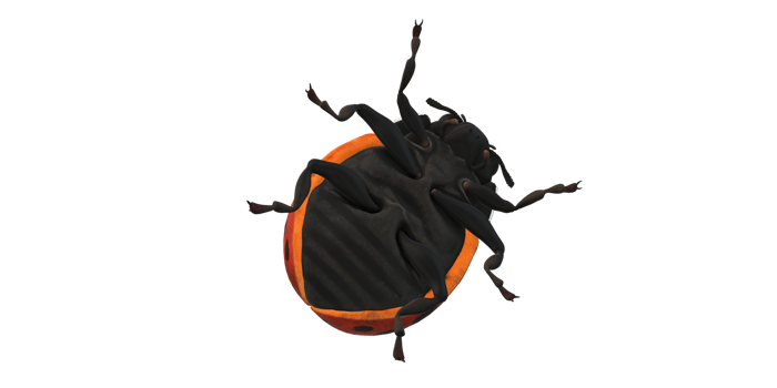 Ladybug isolated on a Transparent Background png