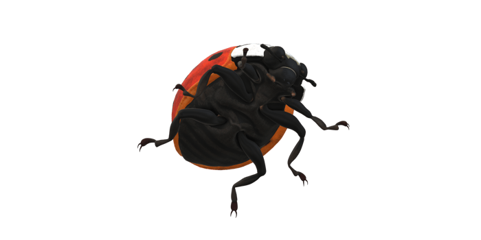 Ladybug isolated on a Transparent Background png