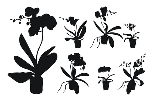 Vector set of realistic flowers orchids, phalaenopsis. Realism modern silhouettes plants pot. Flat design template.