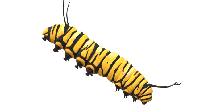 Caterpillar isolated on a Transparent Background png