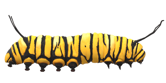 Caterpillar isolated on a Transparent Background png
