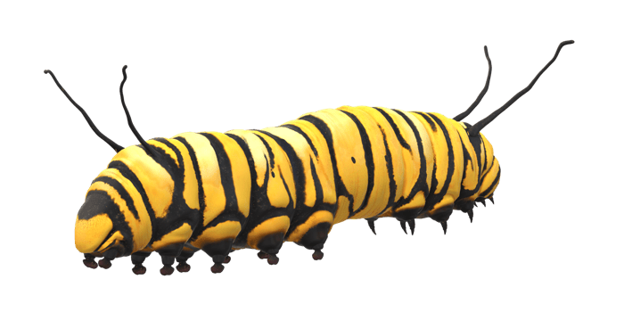 Caterpillar isolated on a Transparent Background png