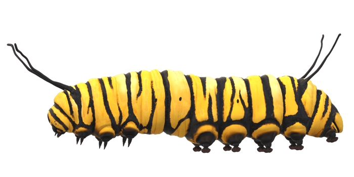 Caterpillar isolated on a Transparent Background png