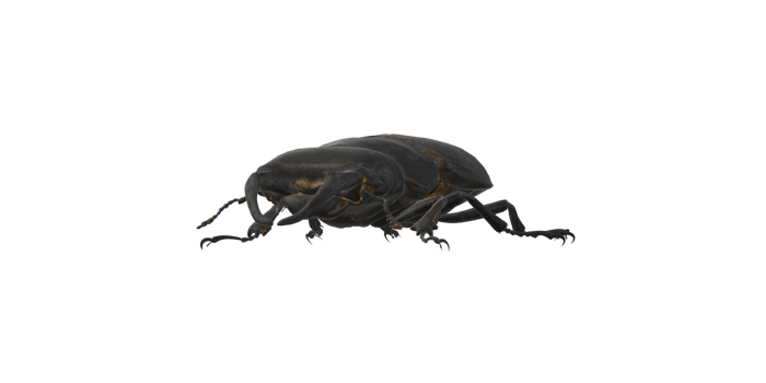 Stag Beetle isolated on a Transparent Background png