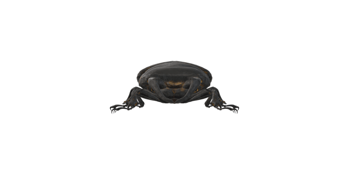 Stag Beetle isolated on a Transparent Background png