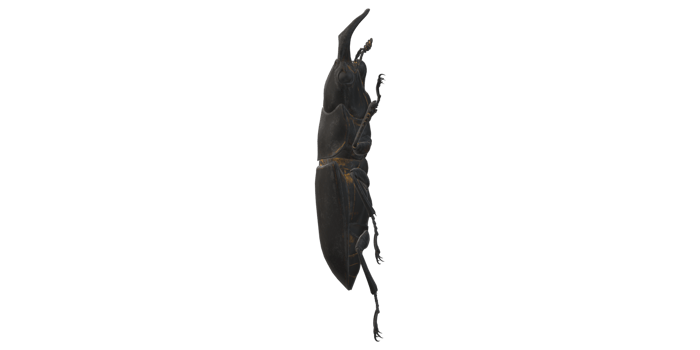 Stag Beetle isolated on a Transparent Background png