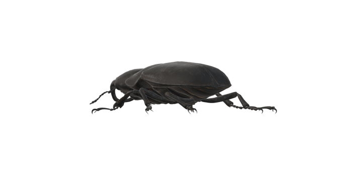 Stag Beetle isolated on a Transparent Background png