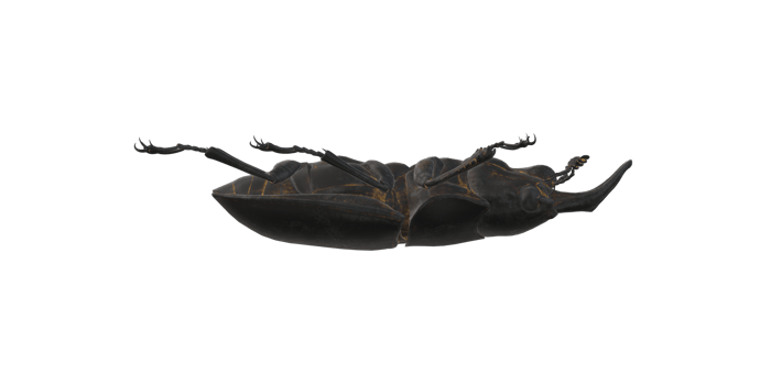 Stag Beetle isolated on a Transparent Background png