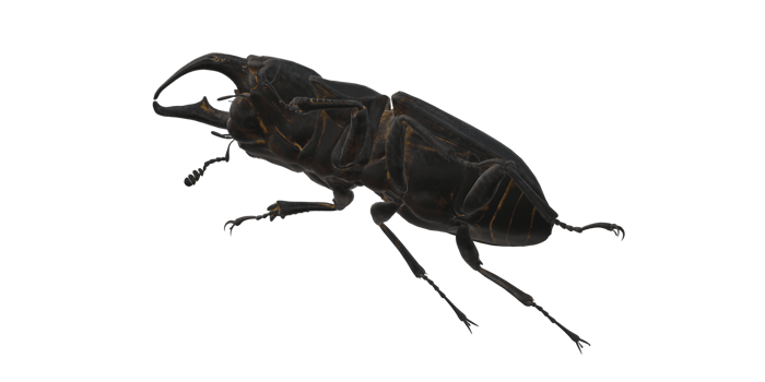 Stag Beetle isolated on a Transparent Background png