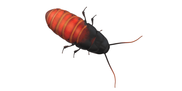Oriental Cockroach isolated on a Transparent Background png