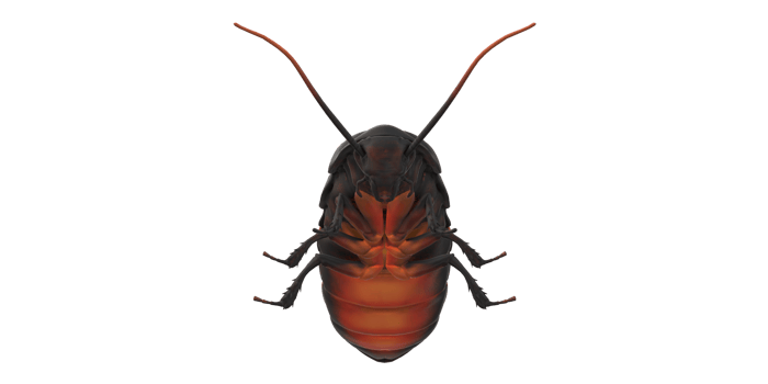 Oriental Cockroach isolated on a Transparent Background png