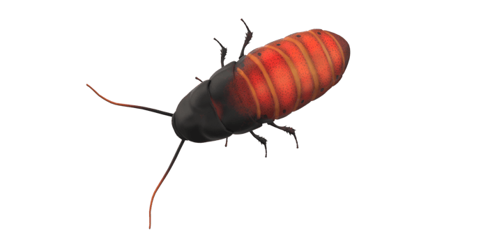 Oriental Cockroach isolated on a Transparent Background png