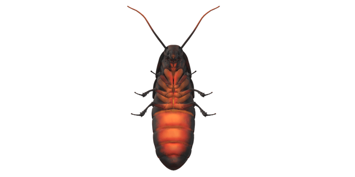 Oriental Cockroach isolated on a Transparent Background png