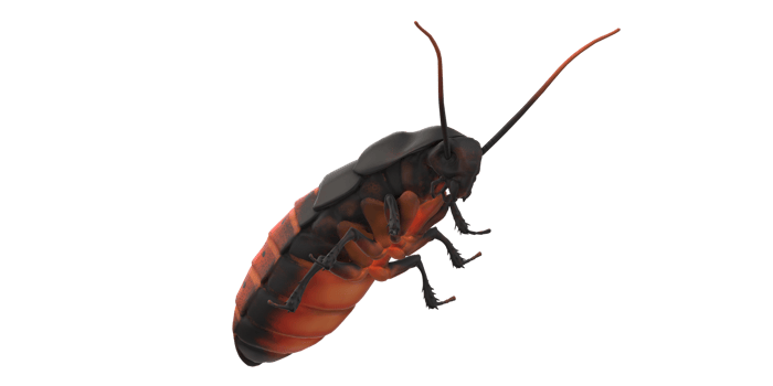 Oriental Cockroach isolated on a Transparent Background png