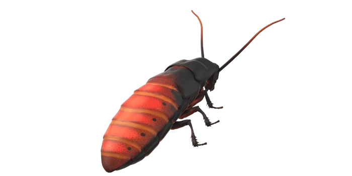 Oriental Cockroach isolated on a Transparent Background png