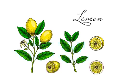 Lemon fruit, branches, leaves and slices. Colorful hand drawn vector illustration in sketch style. Tropical exotic citrus fruit summer design elements