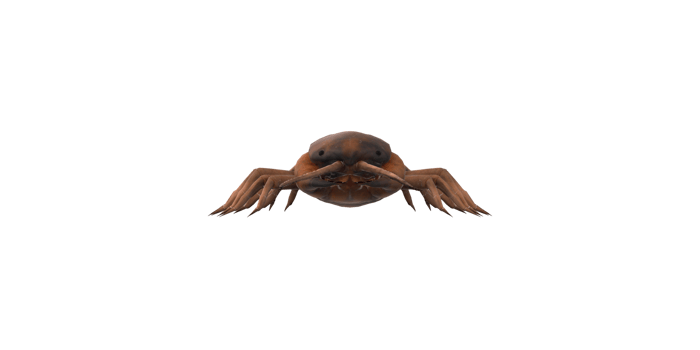 Centipede isolated on a Transparent Background png