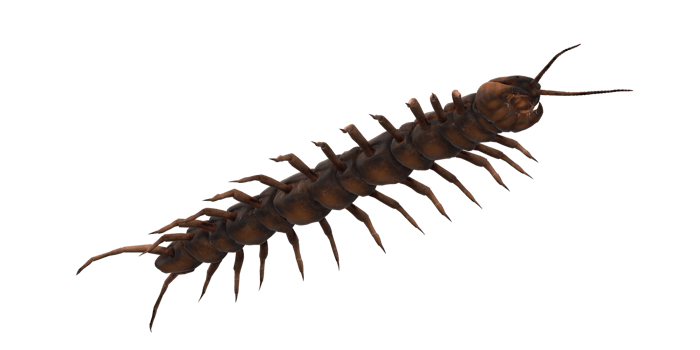 Centipede isolated on a Transparent Background png