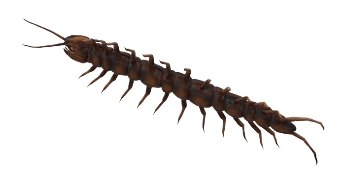 Centipede isolated on a Transparent Background png