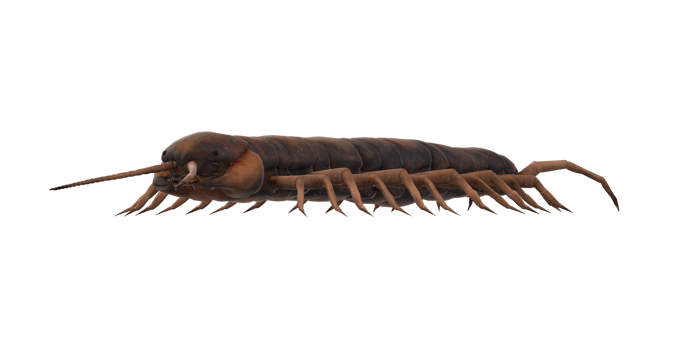 Centipede isolated on a Transparent Background png