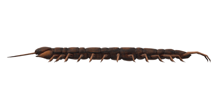 Centipede isolated on a Transparent Background png