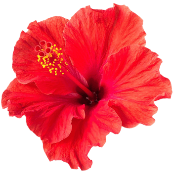 Shoeblackplant red flower png