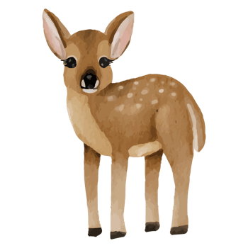 Baby Deer Clip art Element Transparent Background png