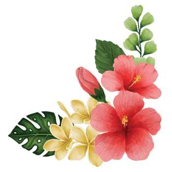 Botanical hibiscus Flower, floral bouquet Clip art Element Transparent Background png