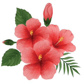 Botanical hibiscus Flower, floral bouquet Clip art Element Transparent Background png