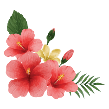 Botanical hibiscus Flower, floral bouquet Clip art Element Transparent Background png