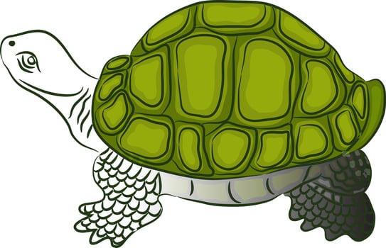Line art illustration of tortoise in green color. vector