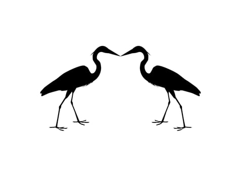Pair of The Black Heron Bird, Egretta Ardesiaca, also known as the Black Egret Silhouette for Art Illustration, Logo, Pictogram, Website, or Graphic Design Element. Vector Illustration