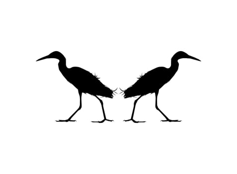 Pair of The Black Heron Bird, Egretta Ardesiaca, also known as the Black Egret Silhouette for Art Illustration, Logo, Pictogram, Website, or Graphic Design Element. Vector Illustration