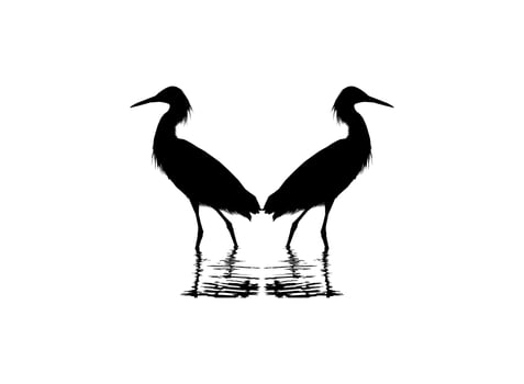 Pair of The Black Heron Bird, Egretta Ardesiaca, also known as the Black Egret Silhouette for Art Illustration, Logo, Pictogram, Website, or Graphic Design Element. Vector Illustration