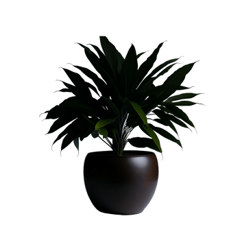 Potted plant isolated, potted plant on transparent background, Succulent plants , Indoor potted plants, photography potted plant png