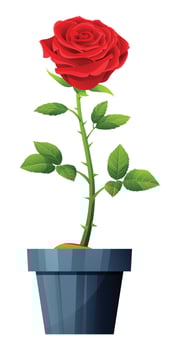 Beautiful red rose in pot vector illustration isolated on white