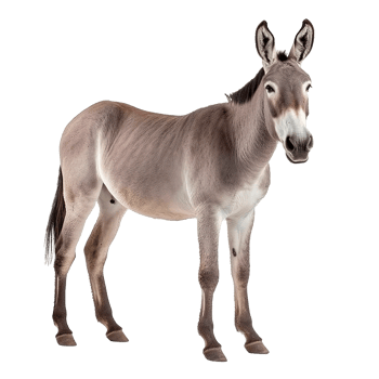 Donkey isolated on Transparent background, Digital Art, PNG Images, generate ai