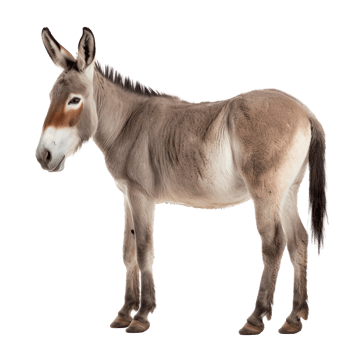 Donkey isolated on Transparent background, Digital Art, PNG Images, generate ai