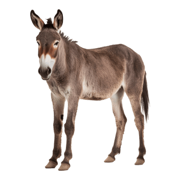 Donkey isolated on Transparent background, Digital Art, PNG Images, generate ai