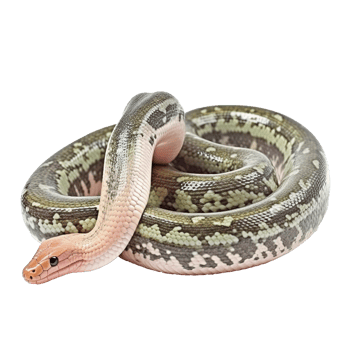 snake isolated on Transparent background, Digital Art, Images, isolated on a transparent background, png