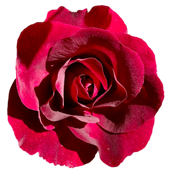 Hybrid Tea Bush Roses png