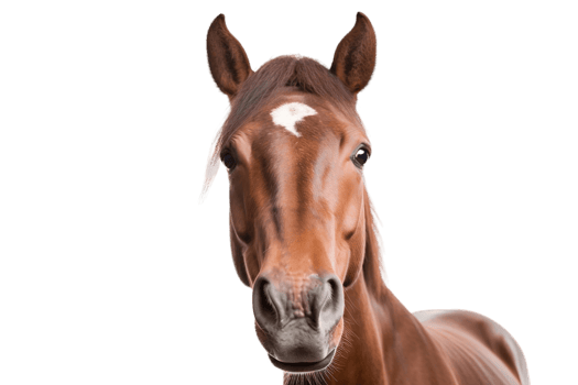 Face Shot of a Horse on Transparent Background. AI png