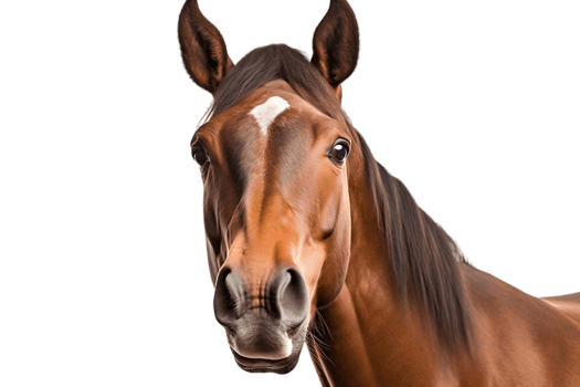 Face Shot of a Horse on Transparent Background. AI png