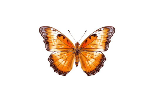 Butterfly Isolated on Transparent Background. AI png