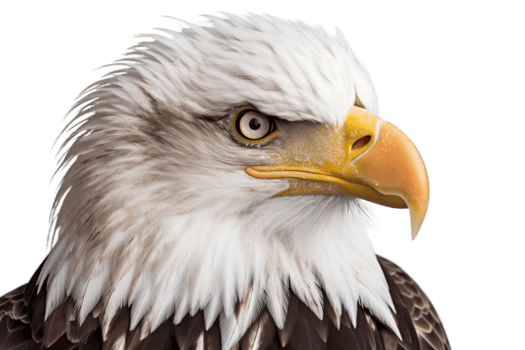 American Bald Eagle on a Transparent Background. AI png