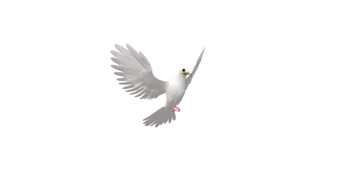 Peace Dove isolated on a Transparent Background png