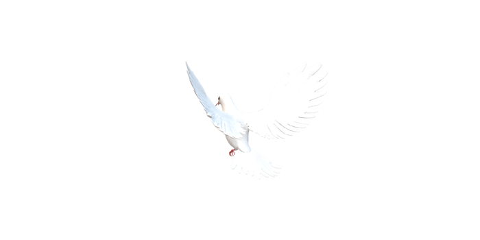 Peace Dove isolated on a Transparent Background png
