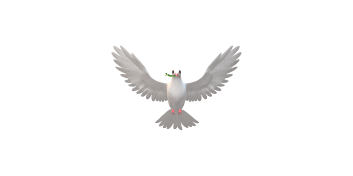 Peace Dove isolated on a Transparent Background png