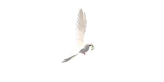 Peace Dove isolated on a Transparent Background png