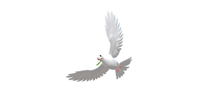Peace Dove isolated on a Transparent Background png
